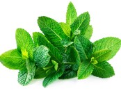 Mint (Pudina) 1 Bunch