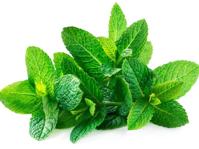 Mint (Pudina) 1 Bunch