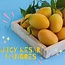 Mango Kesar Mango 1Box