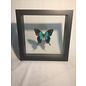 De Wonderkamer Blue Emporer (Papilio ulysses telegonus)