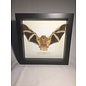 De Wonderkamer Painted bat  (Kerivoula picta)