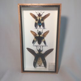 De Wonderkamer Kevers (Chrysochroa buqueti, Chrysochroa mniszechii, Megaloxantha bicolor)