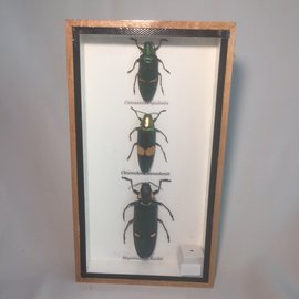 De Wonderkamer Collection Beetles (Catoxantha opulenta, Chrysochroa saundersit, Magaloxantsa bicolor)