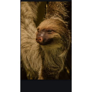 De Wonderkamer Sloth (Choloepus didactylus)