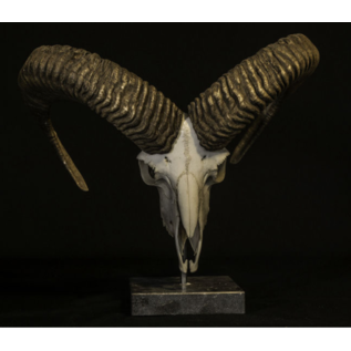 De Wonderkamer Mouflon skull