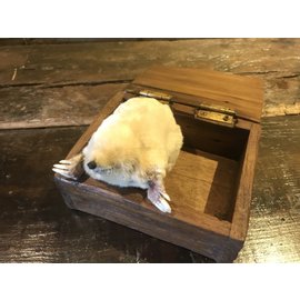 De Wonderkamer Albino mole (Talpa europaea)
