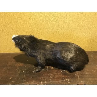 De Wonderkamer Guinea pig (black)