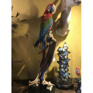 De Wonderkamer Red-and-green macaw (Ara chloropterus)