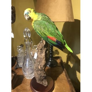 De Wonderkamer Turquoise-fronted amazon (parrot)