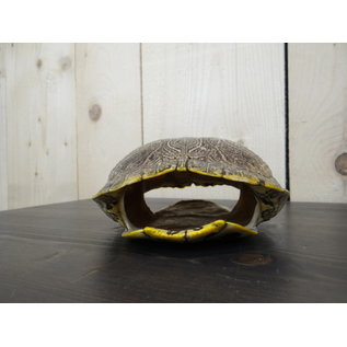 Tortoise shell