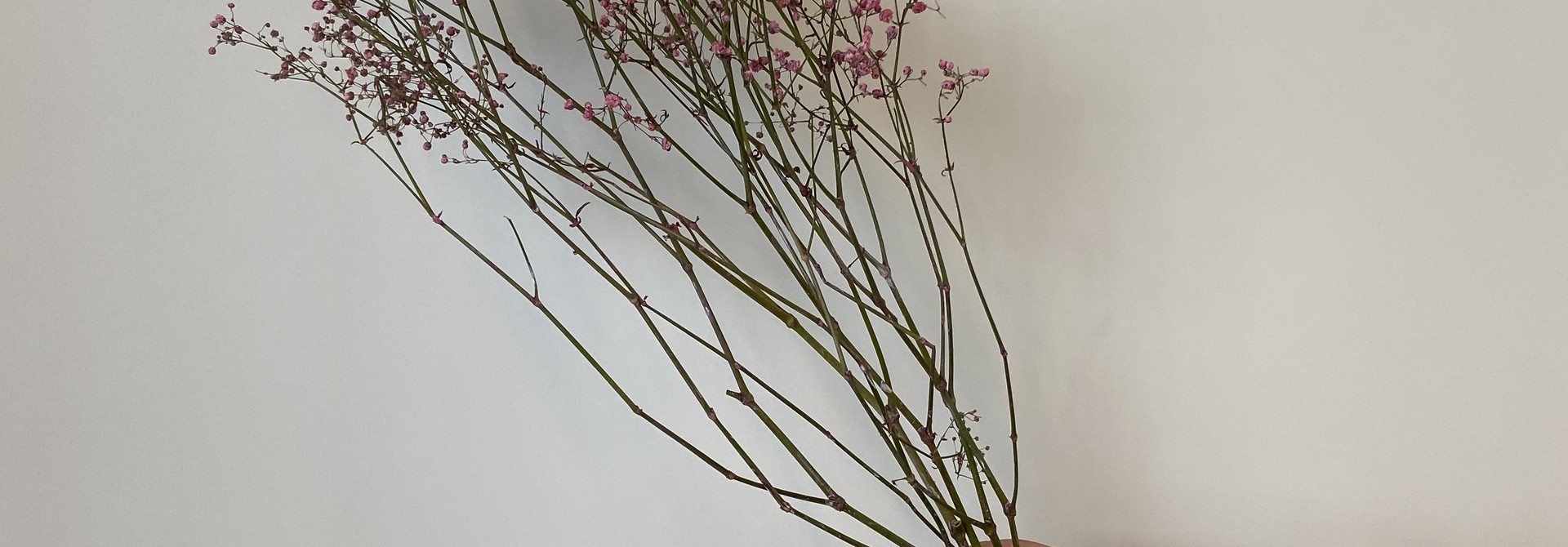 Gypsophilia PINK