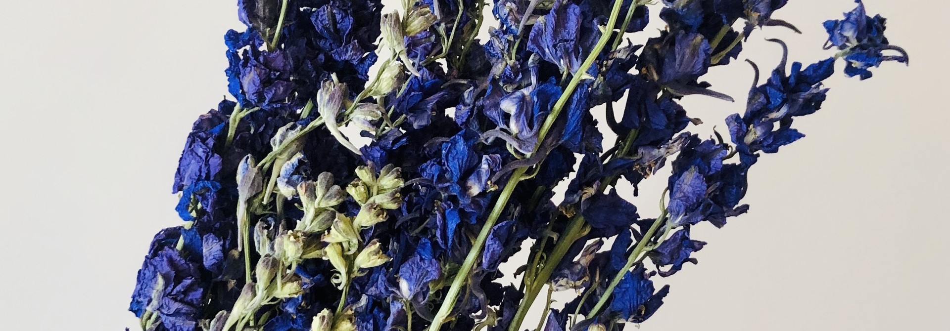 Delphinium BLAUW