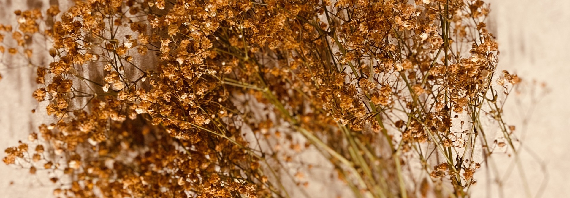 Gypsophilia Camel