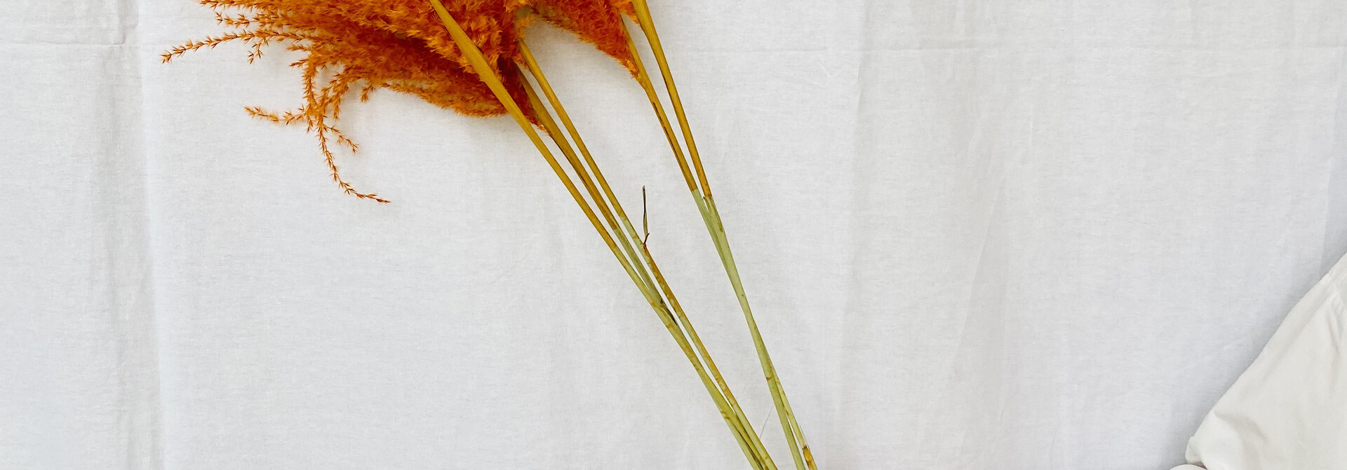 Miscanthus DARK ORANGE - pluimen