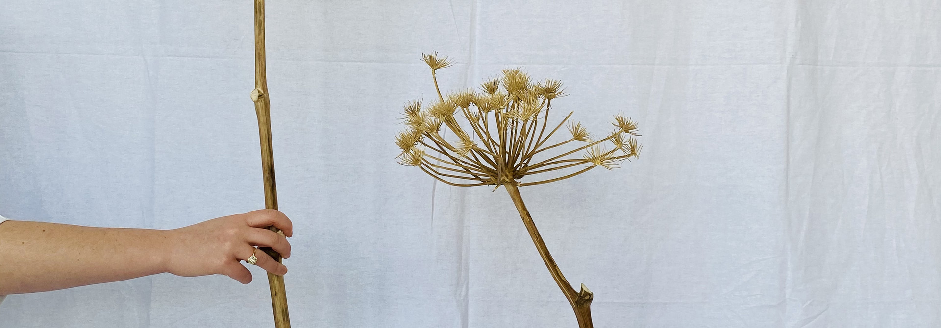 Berenklauw Naturel 100 cm