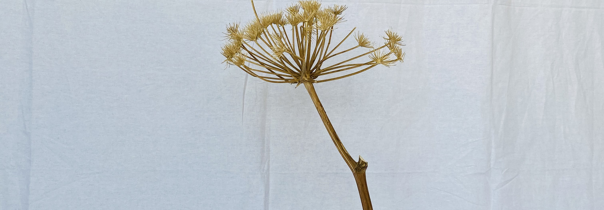 Berenklauw Naturel 70 cm