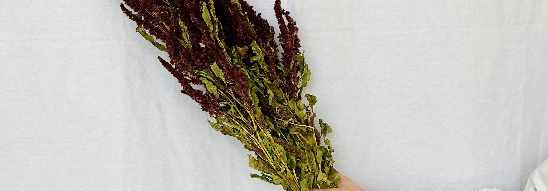 Amaranthus rood