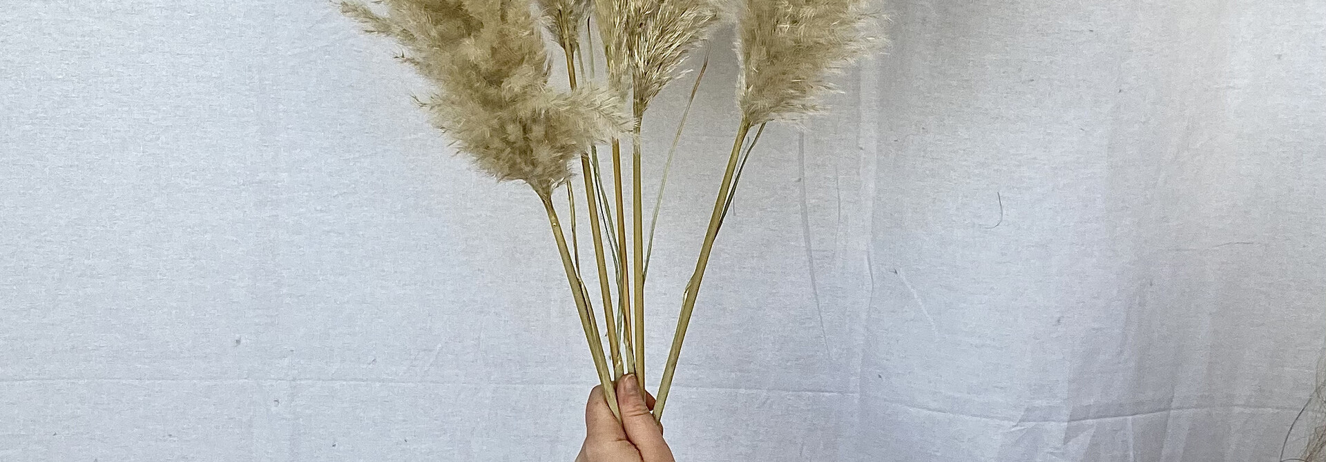 Pampas Natural
