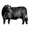 Aberdeen Angus Rib Eye steak van Schots Aberdeen Angus rundvlees