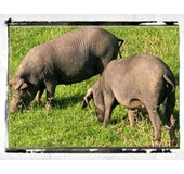 Iberico Informatie