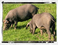 Iberico Info