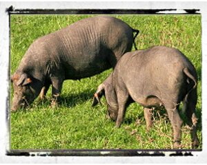 Iberico Info