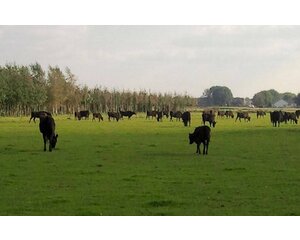 Beef & Steak Wagyu-Fleisch