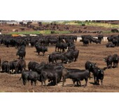 Beef & Steak Informatie USA Grain-Fed Beef