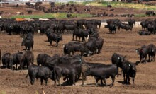Beef & Steak Informatie USA Grain-Fed Beef
