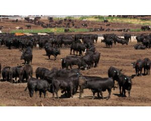 Beef & Steak Informatie USA Grain-Fed Beef