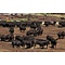 Beef & Steak Informatie USA Grain-Fed Beef