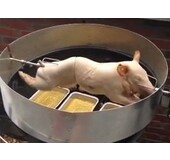 Hollands Speenvarken Suckling pig