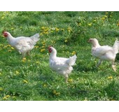 Biologische Polderhoen Informatie
