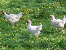 Biologische Polderhoen Informatie