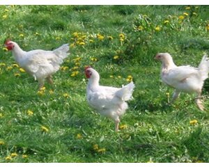 Biologische Polderhoen Informatie