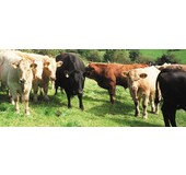 Beef & Steak Info Rindfleisch