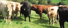 Beef & Steak Info rundvlees