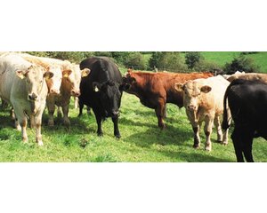 Beef & Steak Informatie over rundvlees