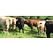 Beef & Steak Informatie over rundvlees
