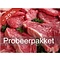 Beef & Steak Eens moet de eerste keer zijn