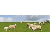 Groene Hart lamsvlees Informatie