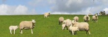 Groene Hart lamsvlees Informatie