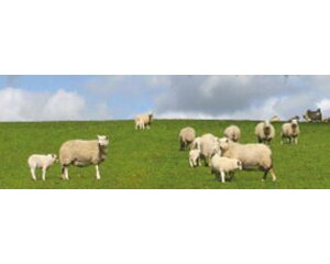 Groene Hart lamsvlees Informatie over Groene Hart lamsvlees