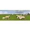 Groene Hart lamsvlees Informatie over Groene Hart lamsvlees