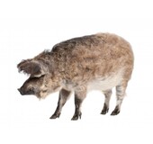 Hongaars Mangalica varken Over