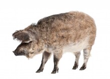 Hongaars Mangalica varken Over