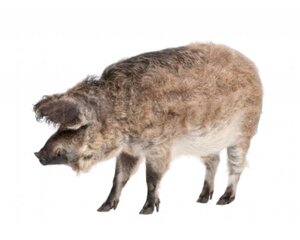 Hongaars Mangalica varken Over
