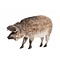 Hongaars Mangalica varken Over
