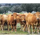 Rubia Gallega (21 days Dry-aged) Informatie