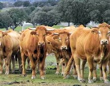 Rubia Gallega (21 days Dry-aged) Informatie